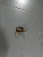 Acridotheres javanicus