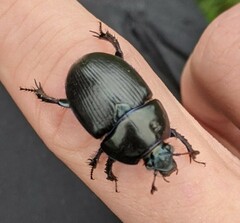 Geotrupes stercorarius