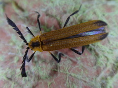 Lycinae