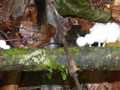 Marasmiellus