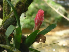 Quesnelia quesneliana