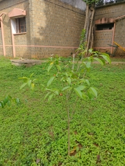 Tabernaemontana divaricata