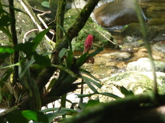 Quesnelia quesneliana