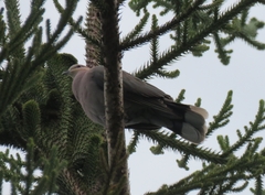 Streptopelia semitorquata