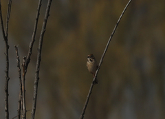 Emberiza schoeniclus