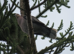 Streptopelia semitorquata