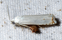 Hystrichophora vestaliana