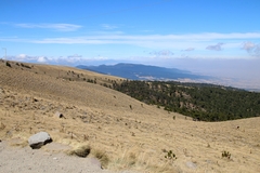Eryngium proteiflorum