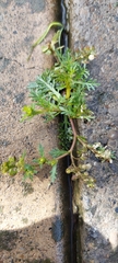 Lepidium bipinnatifidum