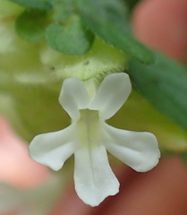 Phaulopsis imbricata