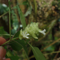 Phaulopsis imbricata