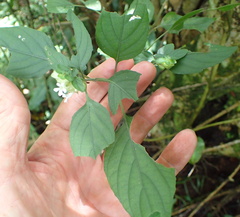 Phaulopsis imbricata