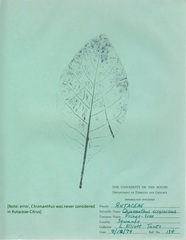 Chionanthus virginicus