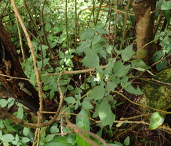 Phaulopsis imbricata