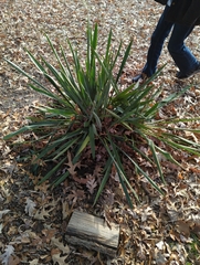 Yucca filamentosa