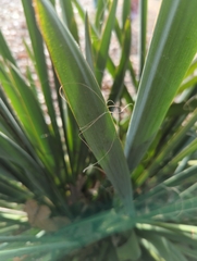 Yucca filamentosa