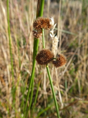 Juncus ensifolius