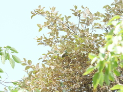 Zosterops erythropleurus