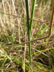 Juncus ensifolius