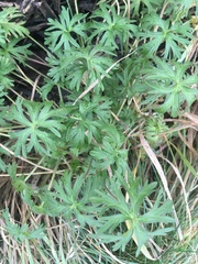 Geranium dissectum