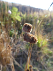 Juncus bolanderi
