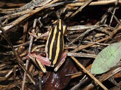 Hyperolius marmoratus taeniatus