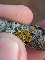 Xanthomendoza