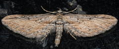 Eupithecia acutipennis