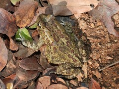 Sclerophrys garmani