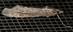 Evergestis angustalis