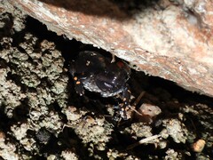 Phrynomantis bifasciatus
