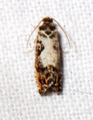 Pammene ocliferia