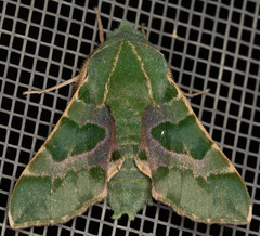 Proserpinus lucidus