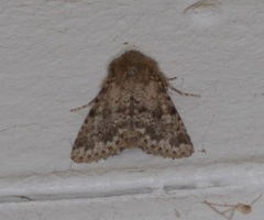 Pseudobryomima fallax