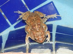 Sclerophrys pusilla