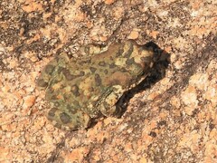 Poyntonophrynus fenoulheti