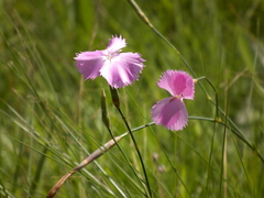 Dianthus zeyheri
