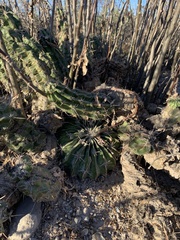 Echinocereus enneacanthus carnosus