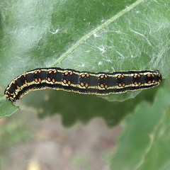 Cucullia inaequalis