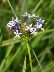 Pentanisia prunelloides