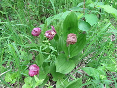 Cypripedium macranthos