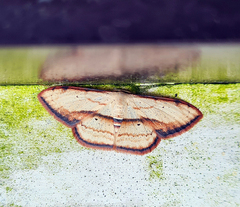 Scopula ferrilineata