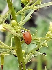 Coccinellini
