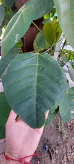 Croton mutisianus