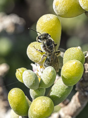 Lasioglossum viride