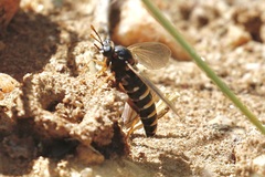 Mydidae