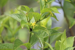 Mandevilla foliosa