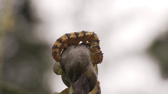 Phoebis philea