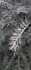 Constancea nevinii