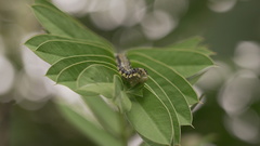 Phoebis philea